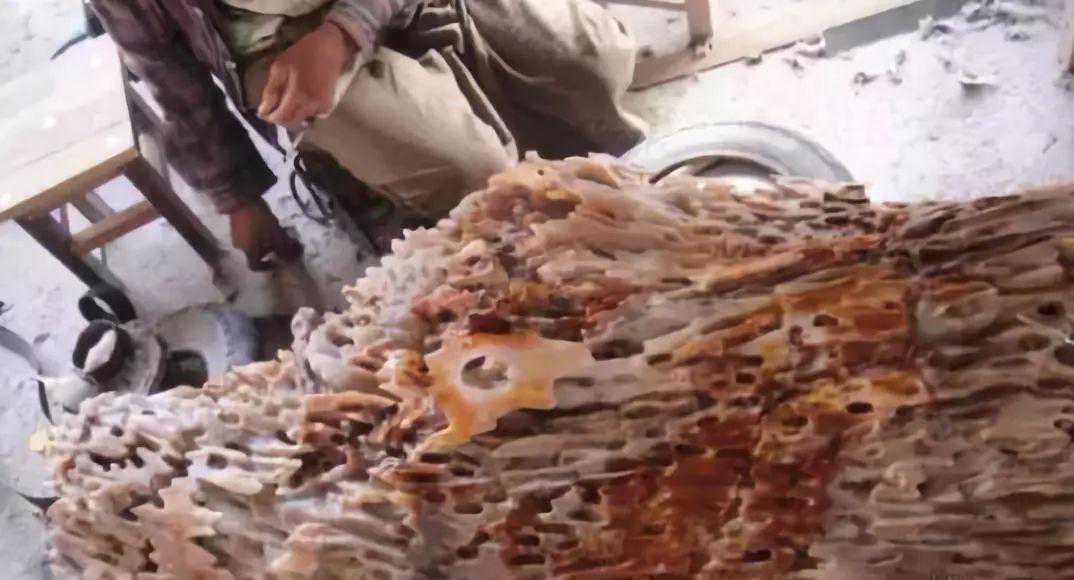 亿万年前的一块枯木，带回家竟变成冰种翡翠？