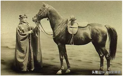 “大英帝国帝国的余晖”，Crabbet系阿拉伯马