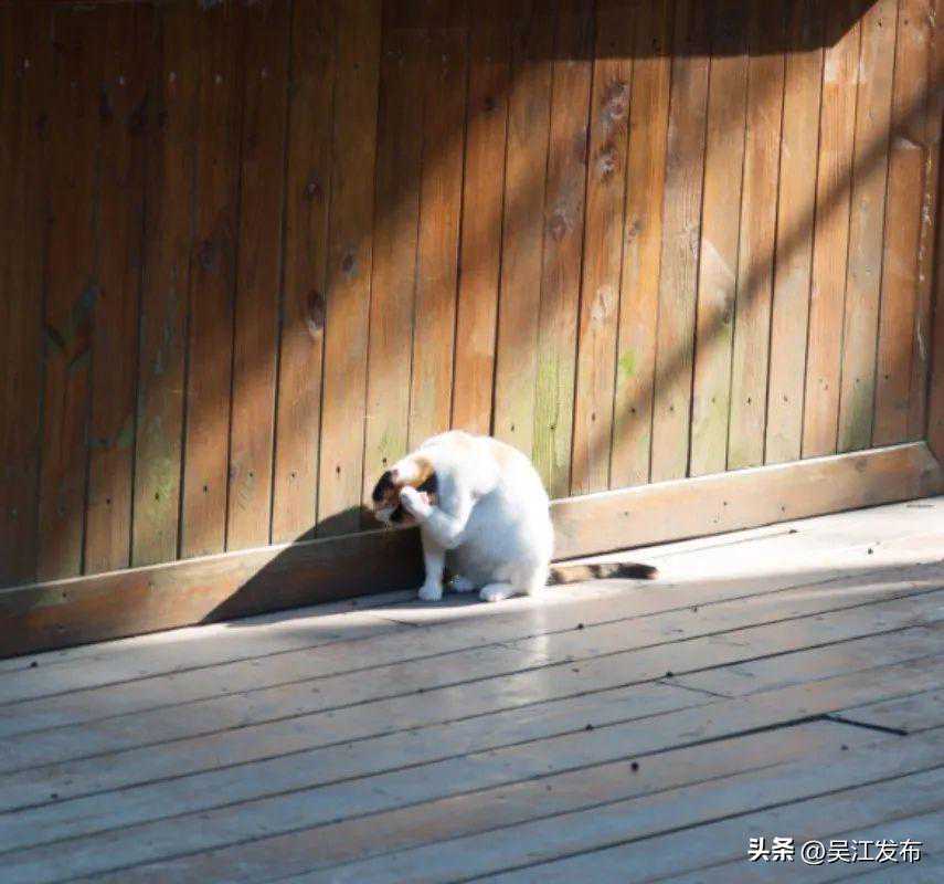 Citywalk丨冬日同里，一眼尽是江南！