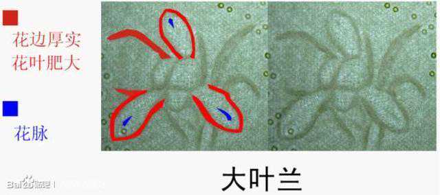 991两冠“大叶兰”你有收藏吗？