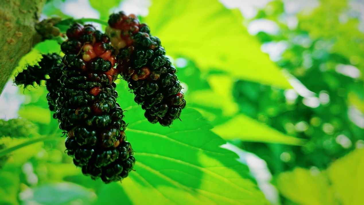 官成八宝村：桑葚酸甜沁心脾 特色农业劲头足