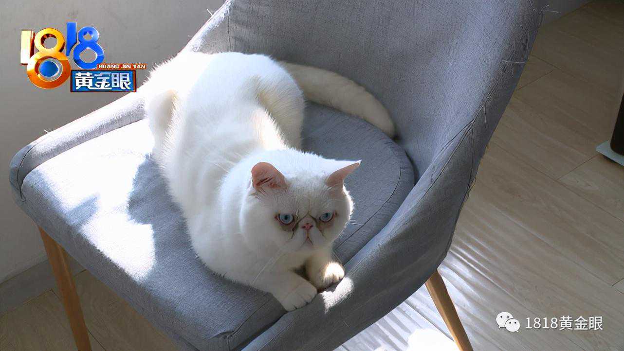 红色文化收藏——像章