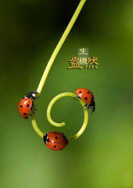 觀｜《春晓对壶》陈祖桥