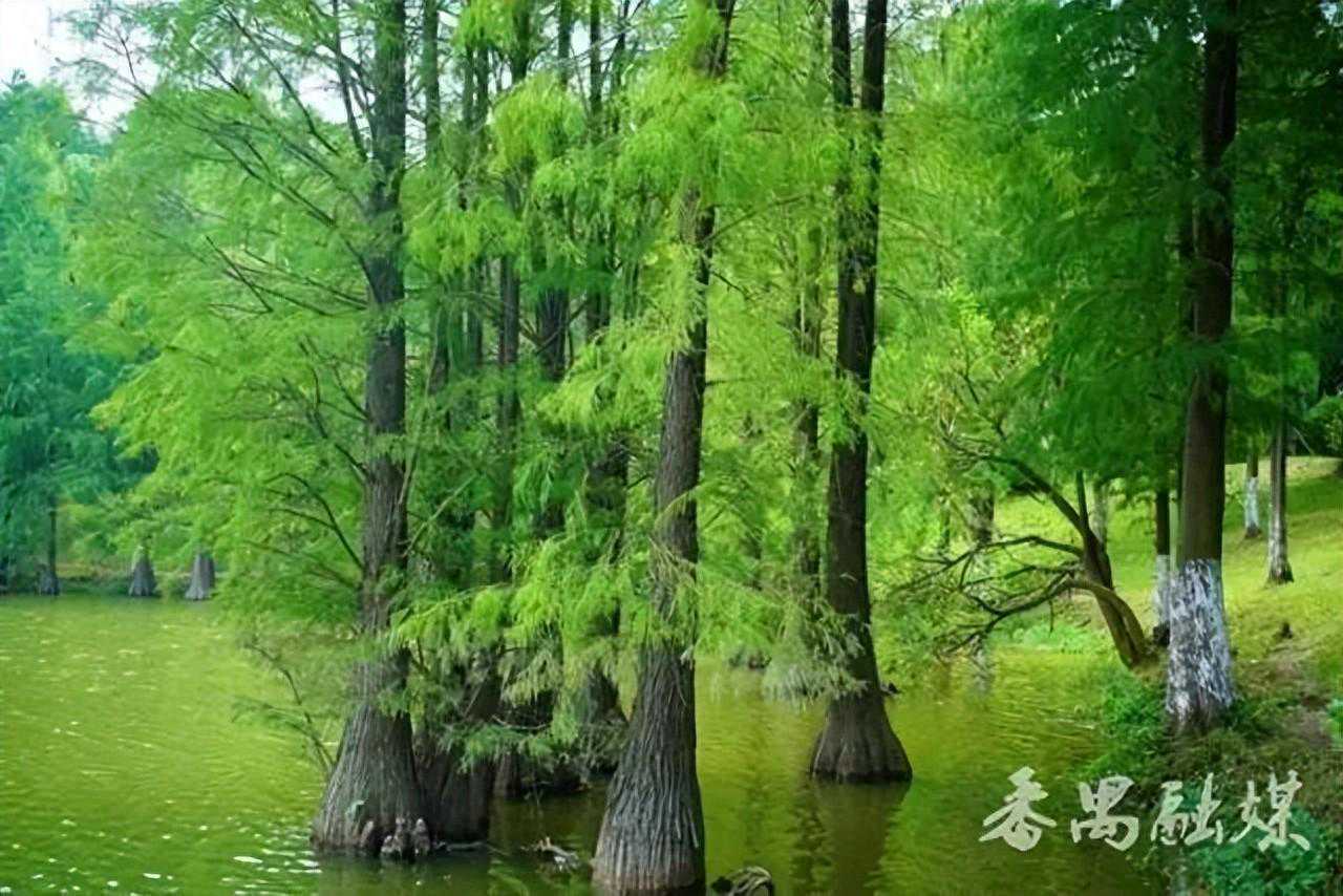 国车红旗联合温州市新闻传媒中心，邀您免费观影啦！全新H5邀您试驾送定制礼