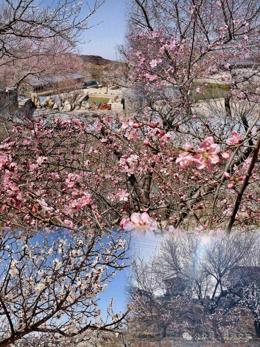 从只有26人到一签难求——“石马”见证石家庄体育升温