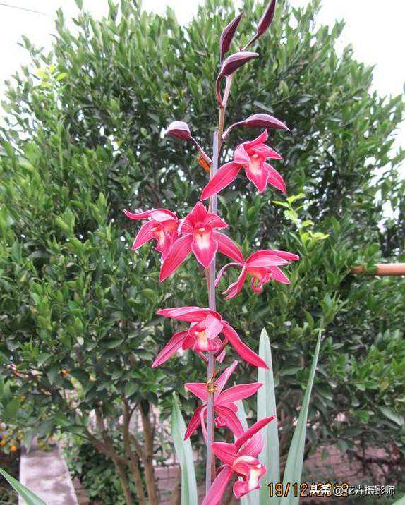 曾被耽误的“珍品”兰花，花朵明艳、靓眼，今年参加兰展并获金奖