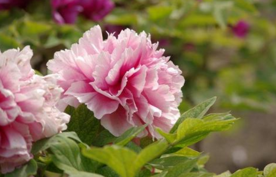 新手养花就养一盆“酒醉杨妃”，花大色艳，耐寒耐旱，适合盆栽养