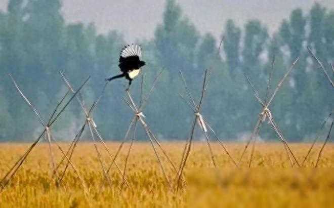 85年提干回家探亲，家里介绍了一个善良的农村姑娘，我和她结了