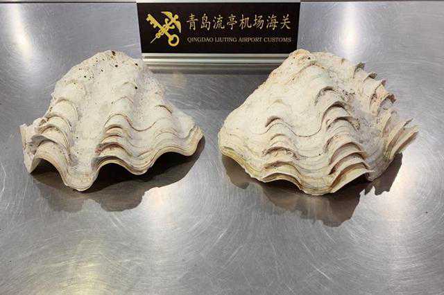 青岛海关查获珍稀物，砗磲你听过吗？速戳带你了解