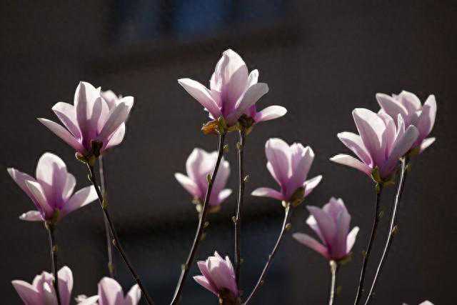 玉兰花的寓意，玉兰有几种颜色？玉兰的花朵最大嘛？