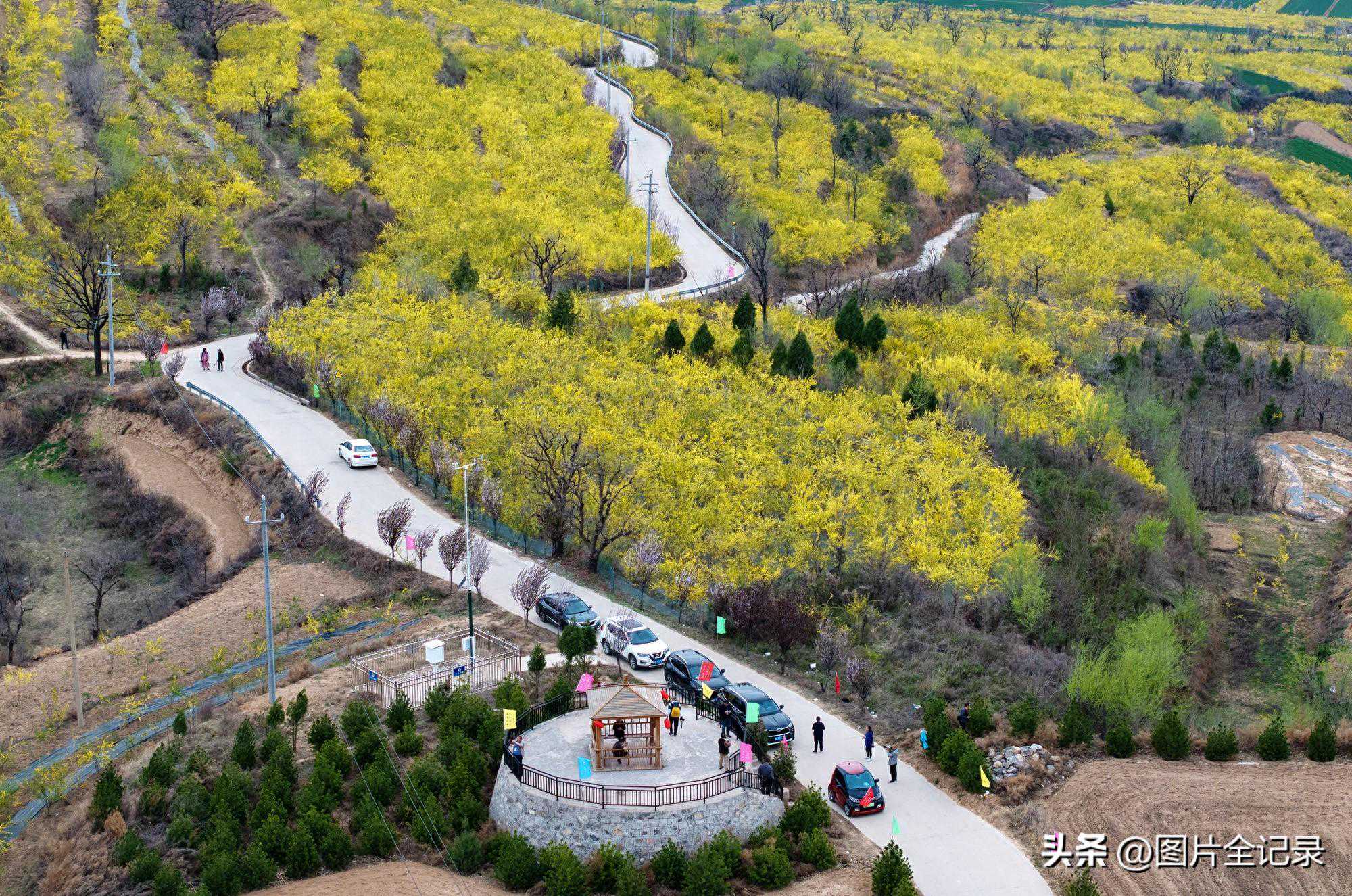 山西翼城：“翔山连翘、盛世花开”第二届翔山连翘花季开启